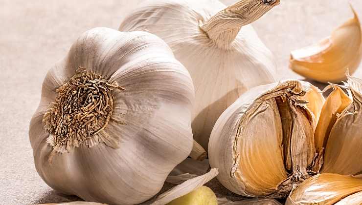 crescer alho crescer alho