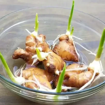 Como cultivar gengibre, alho e capim-limão em casa: é o método do fazendeiro