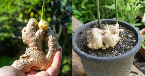 Como cultivar gengibre em casa: o método simples e eficaz