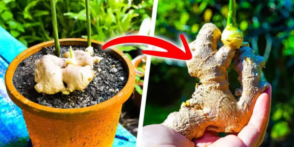 Como cultivar gengibre em vasos para tê-lo disponível gratuitamente o ano todo?