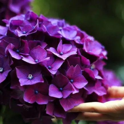 Como cultivar hortênsias em vasos ou no jardim para ter sempre muitas flores coloridas