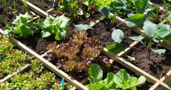 Como cultivar mais vegetais quando você não tem espaço? 5 dicas simples