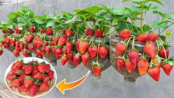 Como cultivar morangos em vasos na varanda