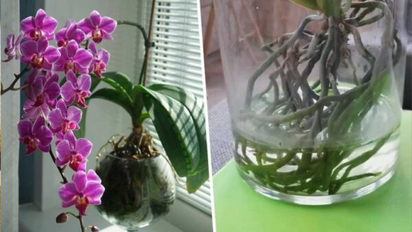 Como cultivar orquídeas em vasos cheios de água para que durem e floresçam mais