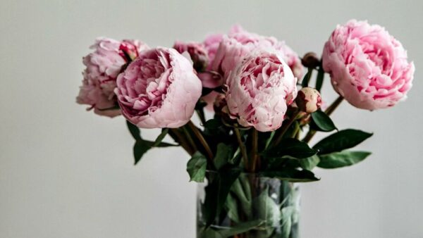 Como cultivar peônia: a flor símbolo do romance