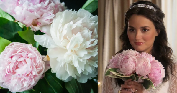 Como cultivar peônias em casa? Todos os segredos para ficar bonito