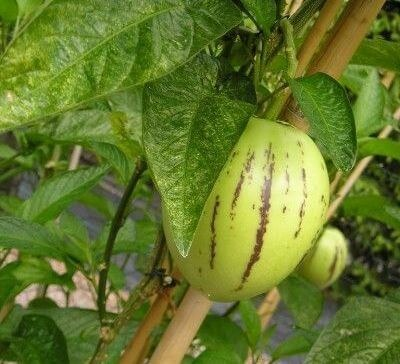 Como cultivar pepino a partir de sementes