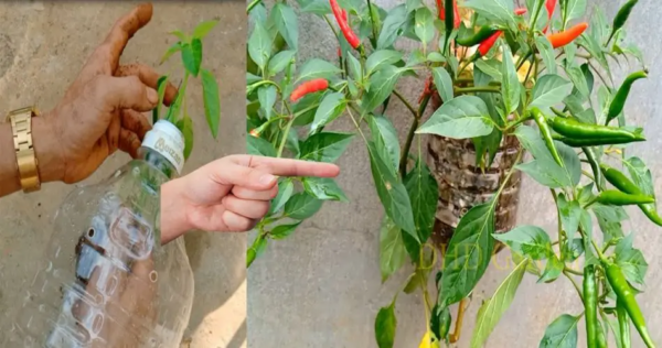 Como cultivar pimenta ornamental comestível? Quais variedades escolher?