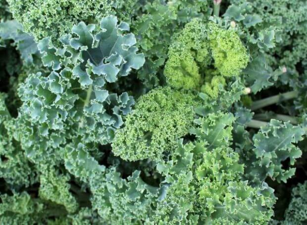 Como cultivar repolho a partir de sementes