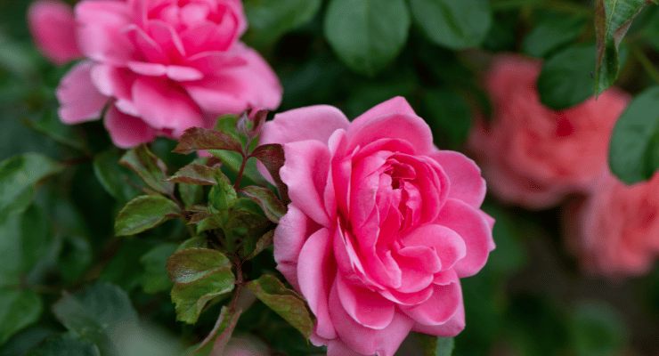 cultivando rosas a partir de botões