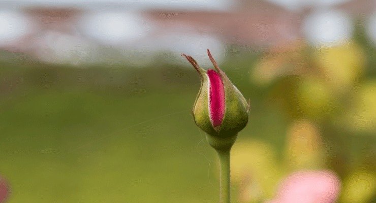 Cultivando rosas a partir de botões