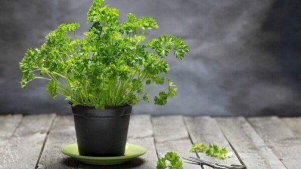 Como cultivar salsa dentro de casa em vasos?