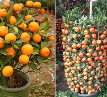 Como cultivar tangerinas em vaso passo a passo