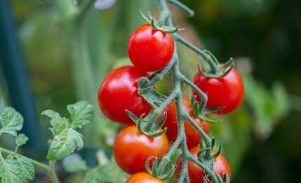 Como cultivar tomates em seu jardim