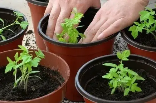 Como cultivar tomates ilimitados usando APENAS 4 FATIAS e um pouco de terra 