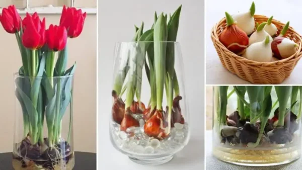 Como cultivar tulipas na água e ter flores o ano todo