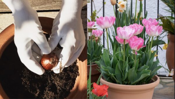 Como cultivar tulipas no jardim e em vasos