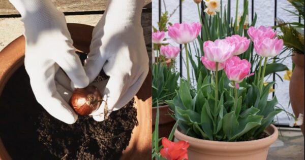 Como cultivar tulipas no jardim e em vasos