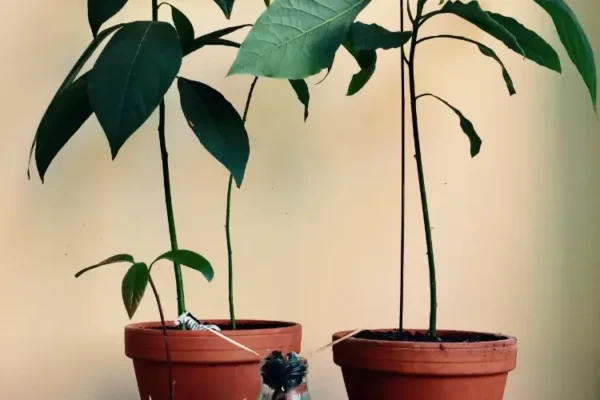 Como cultivar um caroço de abacate para cultivar seu próprio abacate em vaso?