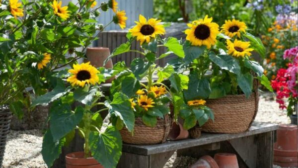 Como cultivar um girassol em um vaso