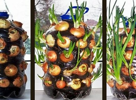 Como cultivar um suprimento infinito de cebolas