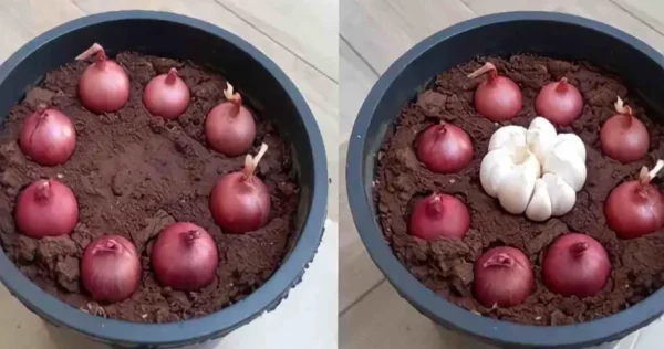 Como cultivar uma laranjeira em um vaso