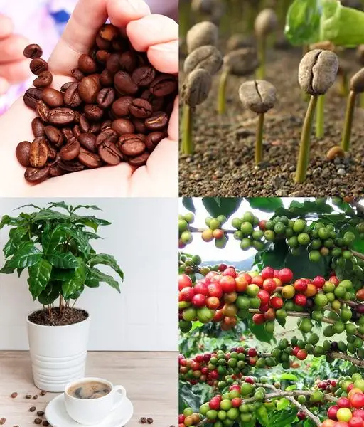 Como cultivar uma planta de café a partir de sementes em casa, em um vaso