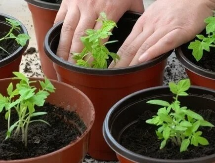 Como cultivar uma quantidade ilimitada de tomates usando APENAS 4 TIRAS e um pouco de terra.
