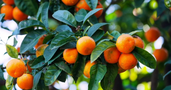 Como cultivar uma tangerina em casa? Dicas para crescer saudável e dar muitos frutos