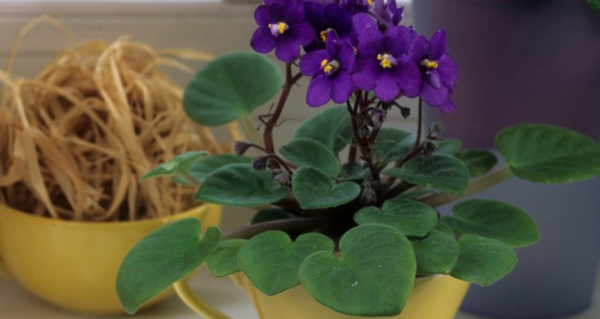 Como cultivar violetas africanas facilmente
