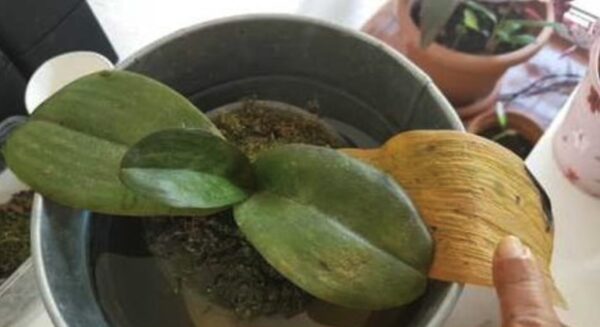 Como curar folhas amarelas de orquídea: o método com ingrediente natural