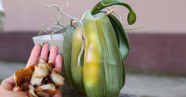 Como curar folhas amarelas de orquídea: o método natural