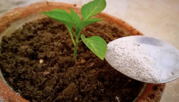 Como curar pimenta com deficiência de nutrientes