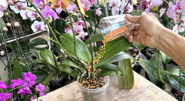 Como curar plantas moribundas: o remédio natural com lentilhas