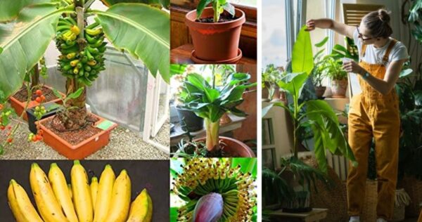 Como dar à luz e cultivar uma banana a partir da fruta, método gratuito de 0 a 3 anos
