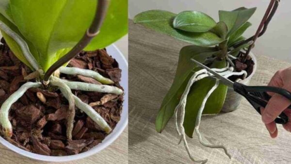 Como dar muitas flores e raízes a uma orquídea?