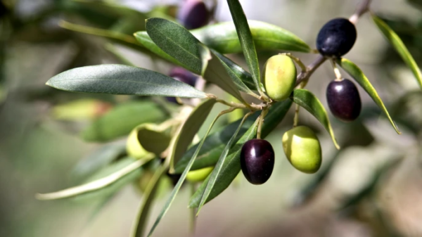 Como e quando podar a oliveira: o truque para multiplicar os galhos