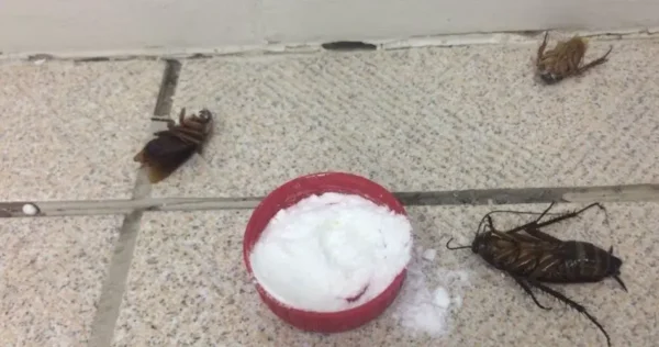 Como eliminar as baratas de casa?