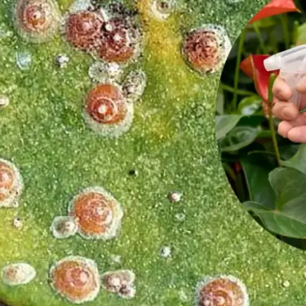 Como eliminar cochonilhas em suas árvores frutíferas? 3 remédios caseiros