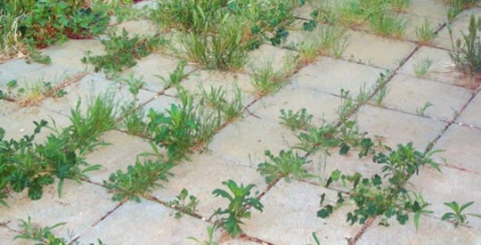 Como eliminar ervas daninhas para sempre e naturalmente