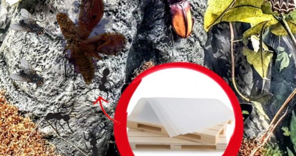Como eliminar mariposas, insetos e formigas: o truque simples e ecológico!