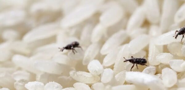 Como eliminar o gorgulho da despensa