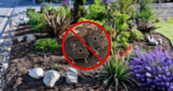Como eliminar os ratos do jardim sem produtos químicos: o remédio para mantê-los afastados