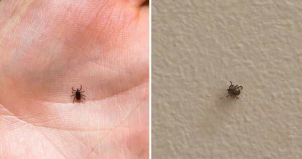 Como eliminar pulgas e carrapatos de sua casa e jardim para sempre