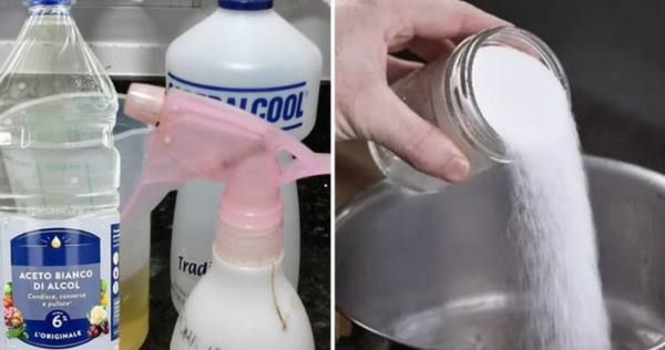 Como eliminar pulgas, formigas e baratas da sua casa para sempre