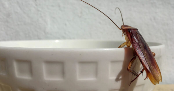 Como eliminar rapidamente percevejos, baratas, moscas-das-frutas e outros insetos de nossas casas