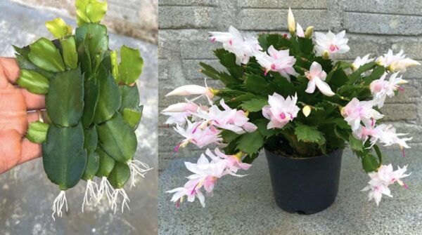 Como enraizar mudas com ingredientes naturais: o remédio caseiro