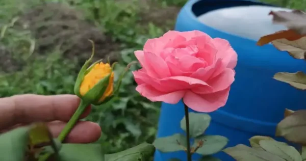 Como enxertar uma rosa em outra variedade: o truque finalmente revelado