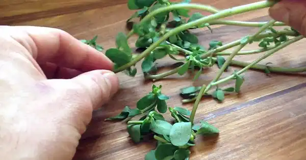 Como escolher beldroegas para comer