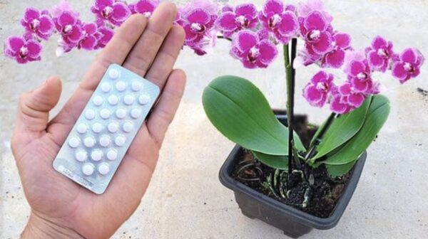 Como estimular o crescimento das raízes: 5 remédios caseiros para suas plantas